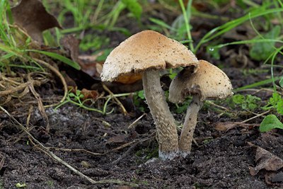 BUITEN BEELD Foto: 4608