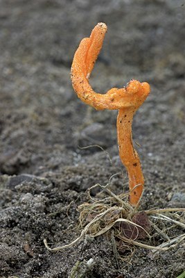 BUITEN BEELD Foto: 4628