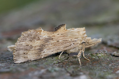 BUITEN BEELD Foto: 4644