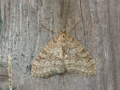 BUITEN BEELD Foto: 4645