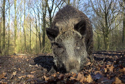 BUITEN BEELD Foto: 4658