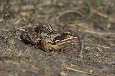 BUITEN BEELD Foto: 4667