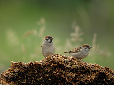 BUITEN BEELD Foto: 4687