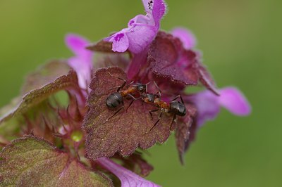 BUITEN BEELD Foto: 4717