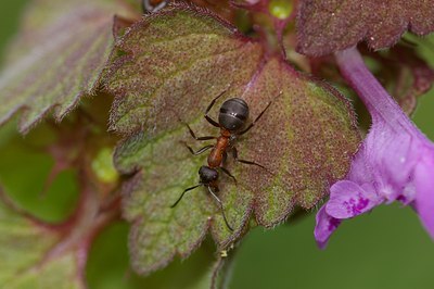 BUITEN BEELD Foto: 4718