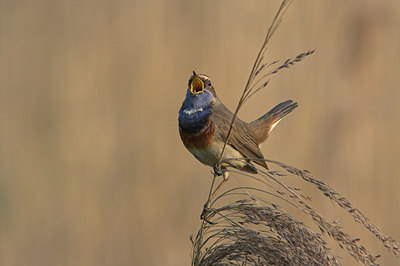 BUITEN BEELD Foto: 4725