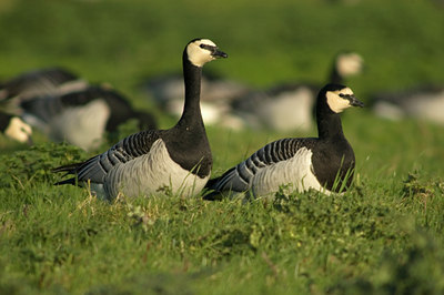 BUITEN BEELD Foto: 4743