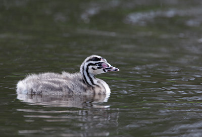 BUITEN BEELD Foto: 4757