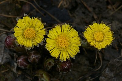 BUITEN BEELD Foto: 4767