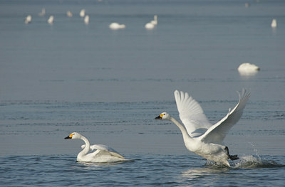 BUITEN BEELD Foto: 4797