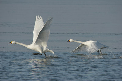 BUITEN BEELD Foto: 4799