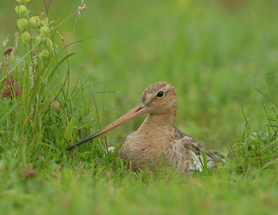 BUITEN BEELD Foto: 4819