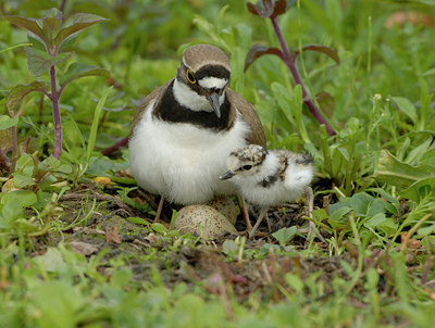 BUITEN BEELD Foto: 4823