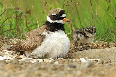 BUITEN BEELD Foto: 4827