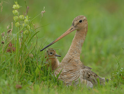 BUITEN BEELD Foto: 4830