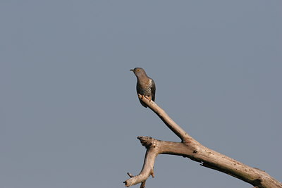 BUITEN BEELD Foto: 4835