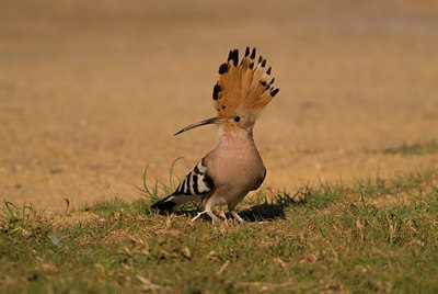 BUITEN BEELD Foto: 4863