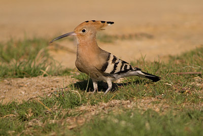 BUITEN BEELD Foto: 4864