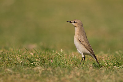 BUITEN BEELD Foto: 4865