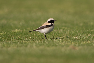 BUITEN BEELD Foto: 4874