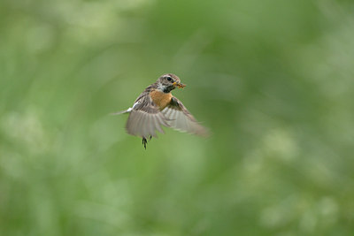 BUITEN BEELD Foto: 4903