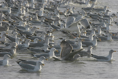 BUITEN BEELD Foto: 4938