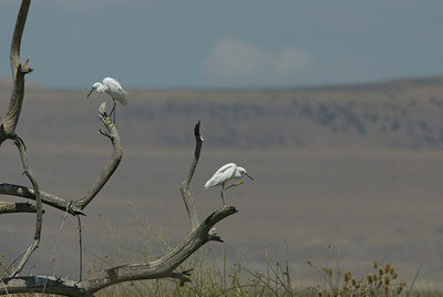 BUITEN BEELD Foto: 4950