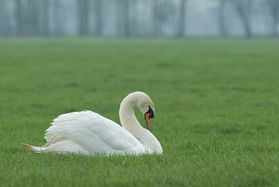 BUITEN BEELD Foto: 4964