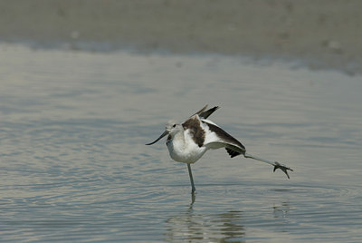 BUITEN BEELD Foto: 4972