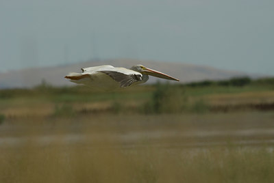 BUITEN BEELD Foto: 4973