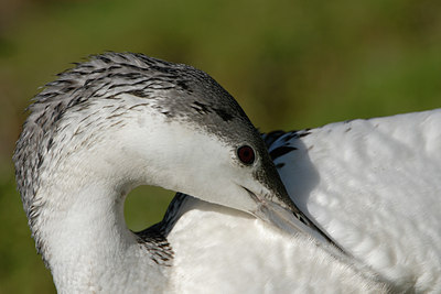 BUITEN BEELD Foto: 4993