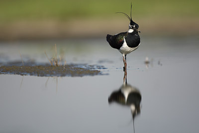 BUITEN BEELD Foto: 49057
