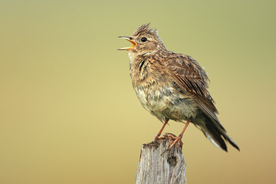 BUITEN BEELD Foto: 49061