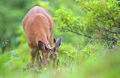 BUITEN BEELD Foto: 49073