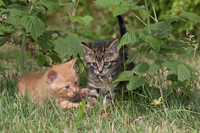 BUITEN BEELD Foto: 49096