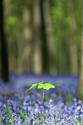 BUITEN BEELD Foto: 49125