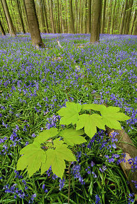 BUITEN BEELD Foto: 49128
