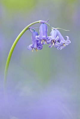 BUITEN BEELD Foto: 49134