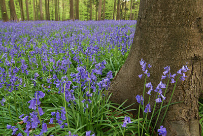 BUITEN BEELD Foto: 49135
