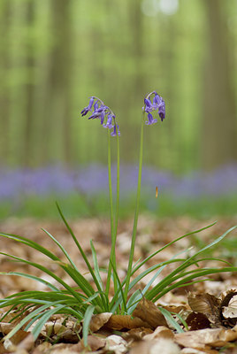 BUITEN BEELD Foto: 49136