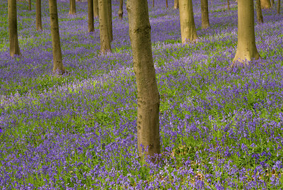 BUITEN BEELD Foto: 49143
