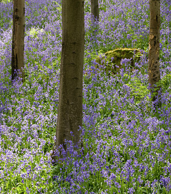 BUITEN BEELD Foto: 49144