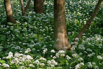 BUITEN BEELD Foto: 49147