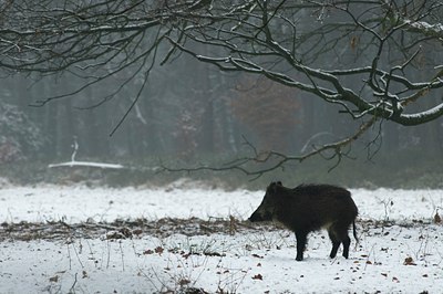 BUITEN BEELD Foto: 49168