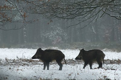 BUITEN BEELD Foto: 49169