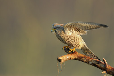 BUITEN BEELD Foto: 49173