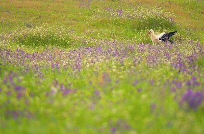 BUITEN BEELD Foto: 49201