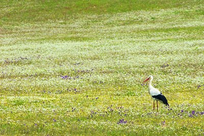 BUITEN BEELD Foto: 49202