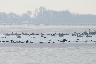 BUITEN BEELD Foto: 49257