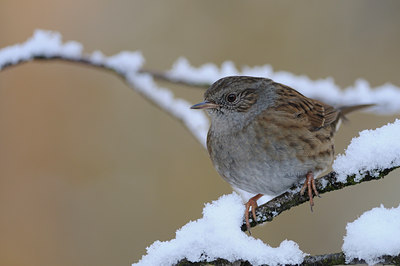 BUITEN BEELD Foto: 49260